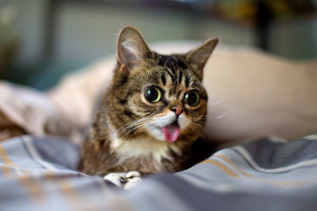 2022 en popüler kedi isimleri! Dişi ve erkek trend kedi isimleri! En