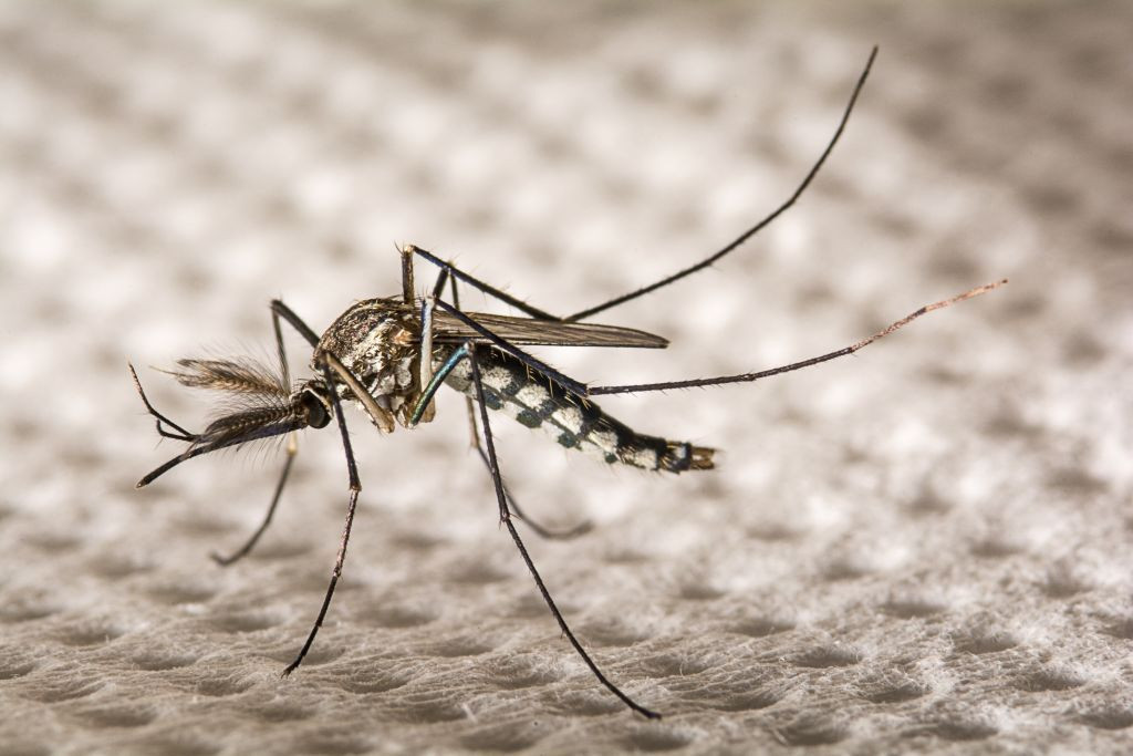 Zika virüsü bulaştıran Aedes sivrisineği İstanbul'da görüldü! Zika virüsü bebek ölümlerine sebep oluyor! Aedes sivrisineği zararları neler? - Resim: 3