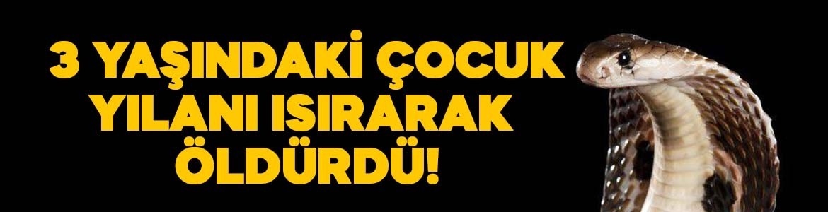 Akıllara durgunluk veren olay! 3 yaşındaki çocuk, yılanı ısırarak öldürdü