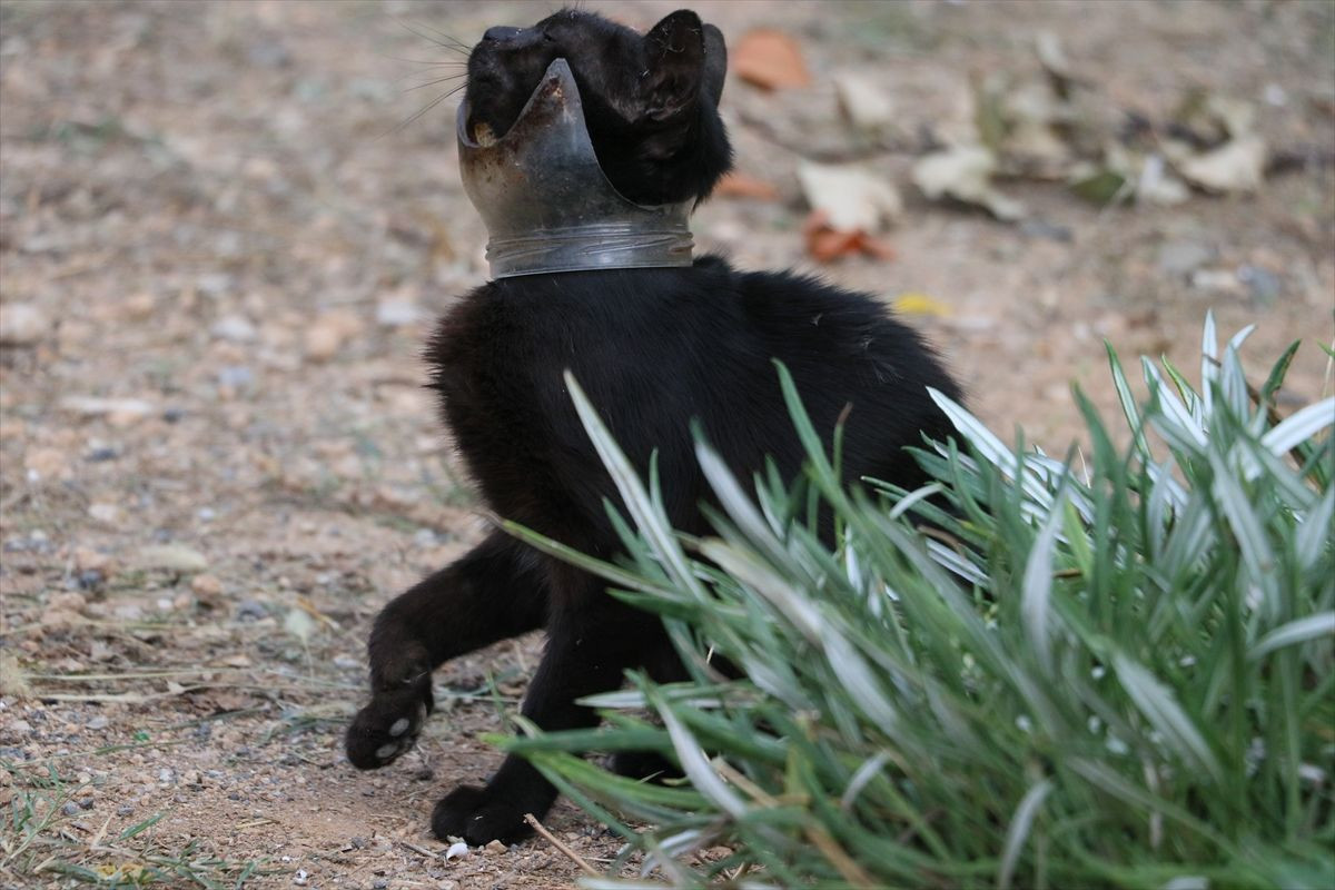 Kavanoza sıkışan kedi kurtarıldı! - Resim: 4