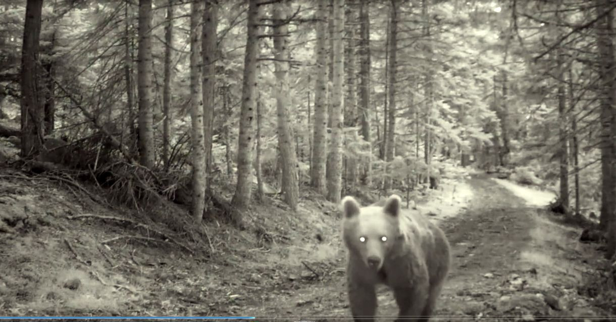 Bolu'daki zengin yaban hayatı fotokapanlarla görüntülendi - Resim: 3