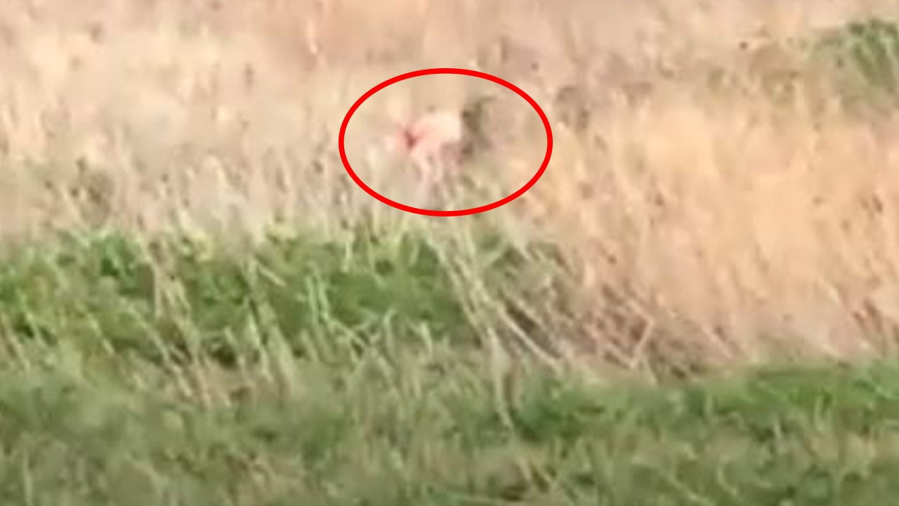 Çalılıkların arasında cinsel ilişkiye giren çift kimsenin görmediğini sandı