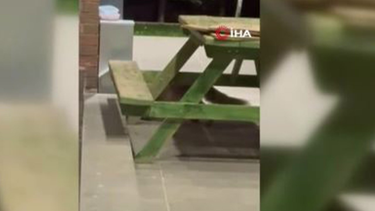 Evin bahçesindeki kedi mamaları kayboluyordu! Suçlu bakın kim çıktı