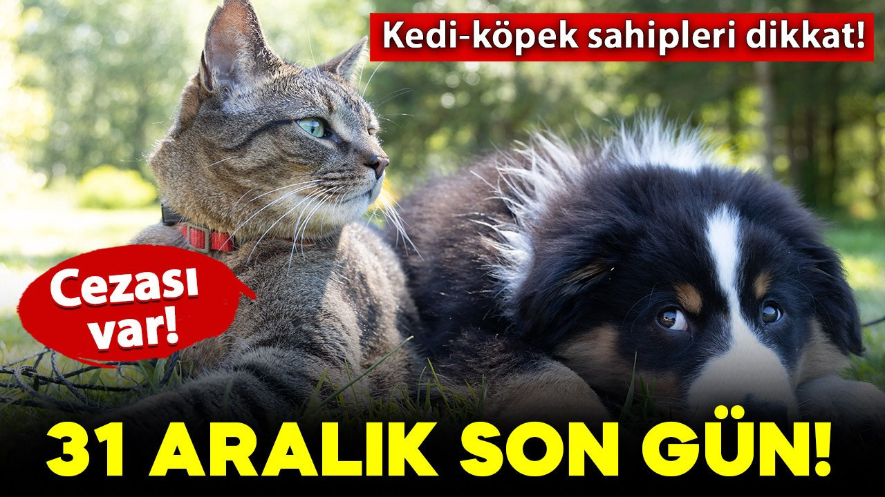 Kedi ve köpek sahipleri dikkat! 31 Aralık son gün: Cezası var