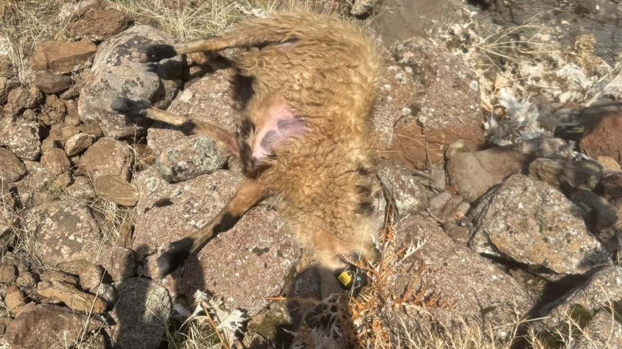 Elazığ'dan kötü haber!  28 koyun feci şekilde tele…