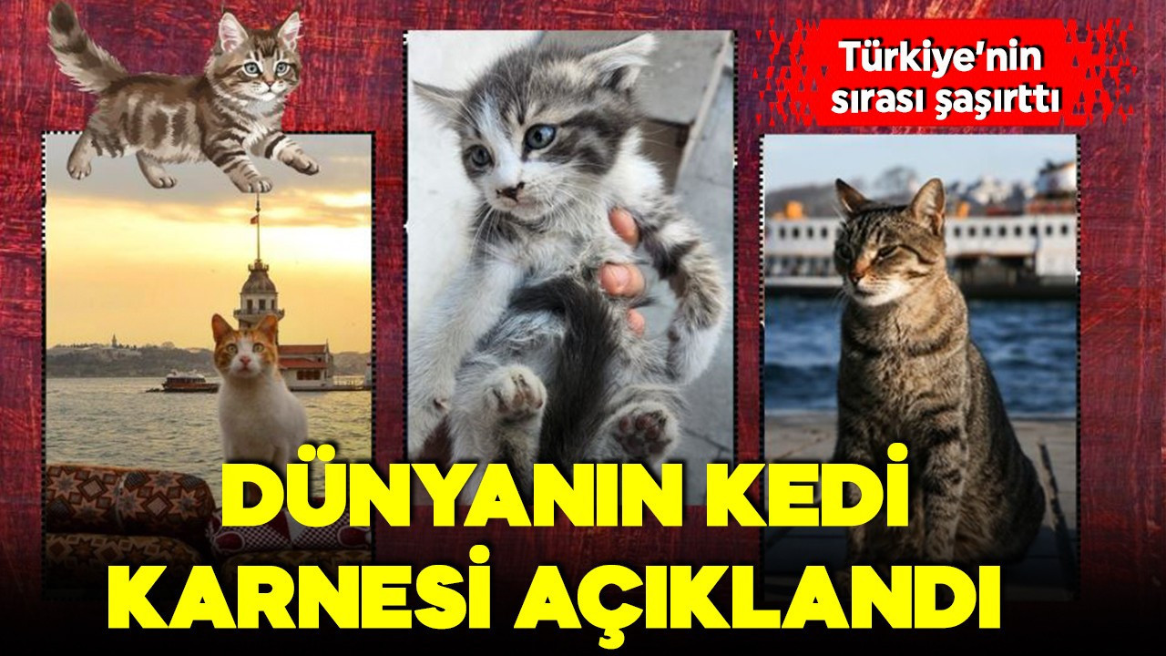 Dünyanın kedi karnesi açıklandı! "Kedi ülkesi" olarak bilinen Türkiye'nin sırası şaşırttı