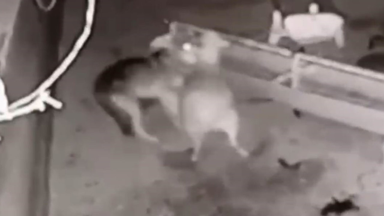 Konya'da ürküten olay! 2 tane 40'ar kiloluk koyunu saniyeler içerisinde yok ettiler