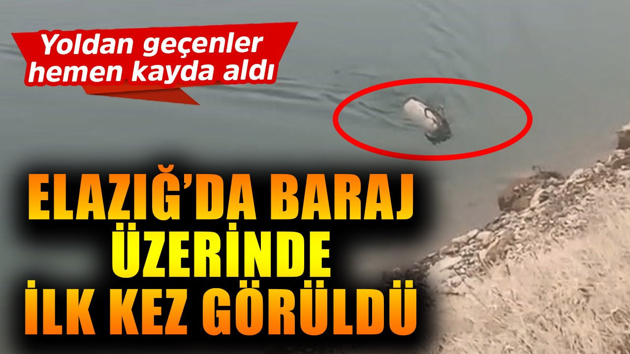 Elazığ'da bir anda 1 tanesi yüzerken barajda su üstüne çıktı! Onu orada görenler şaşırdı kaldı