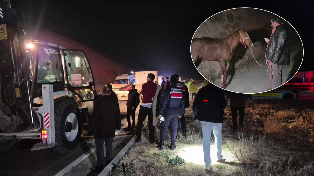 Malatya'da feci olay! Milyonluk yarış tayları çiftlikten kaçtı: 8'i öldü, bazıları kayıp