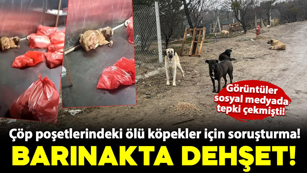 Barınakta dehşet! Çöp poşetlerindeki ölü köpekler için soruşturma başlatıldı