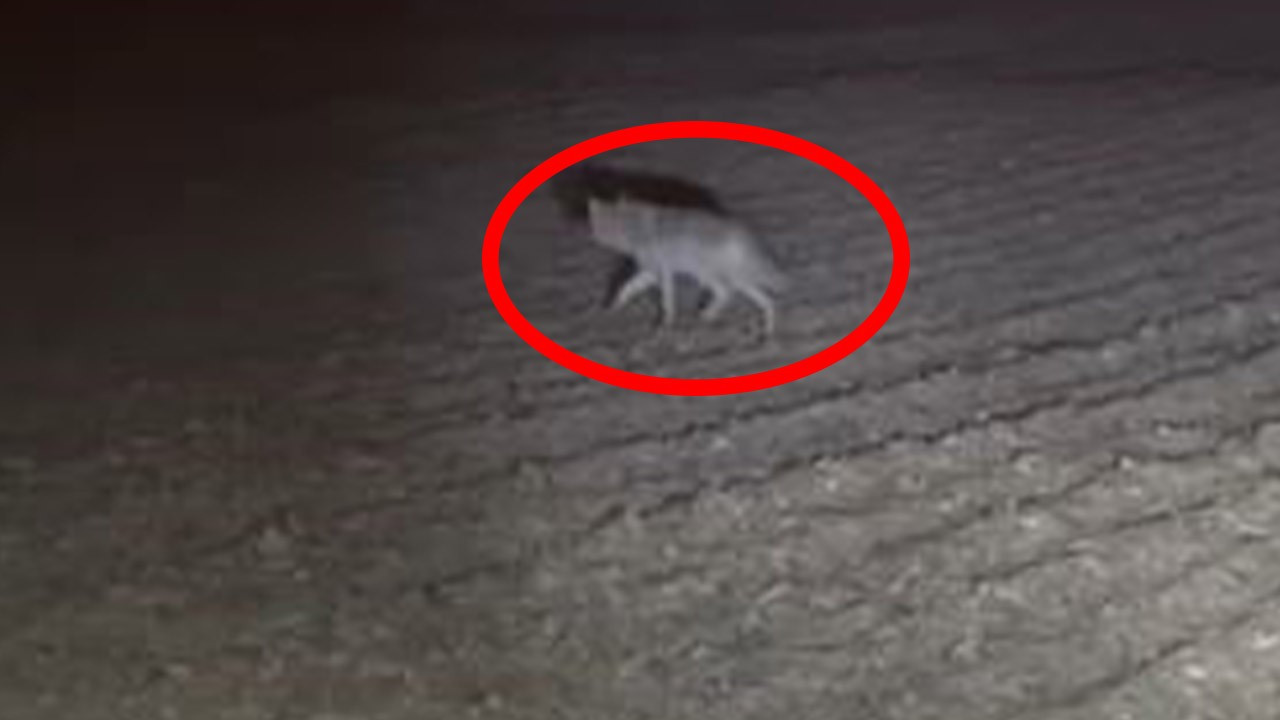 Türkiye'de 5'er 10'ar tanesi köylerde insanların olduğu bölgeye inmeye başladı! Köylüler tedirgin