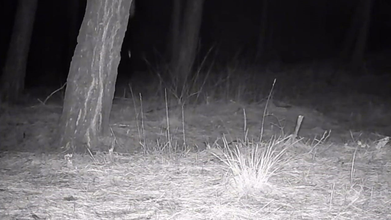 Tekirdağ'da gece karanlıkta ormanın içinde 1 tane ortaya çıktı! Dünyanın en korkusuz yaratığı