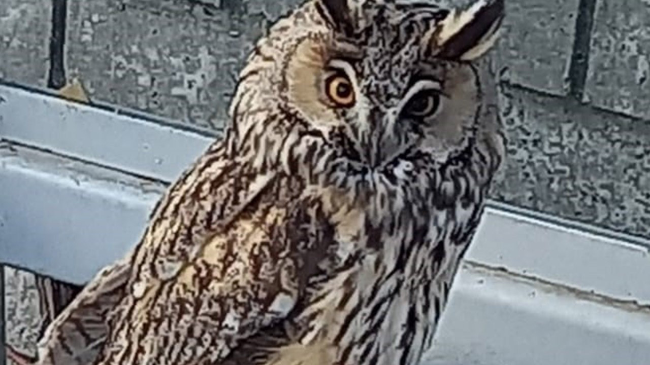 Tekirdağ'da ormanda bulundu! Hepsinden ayıran bir özelliği var