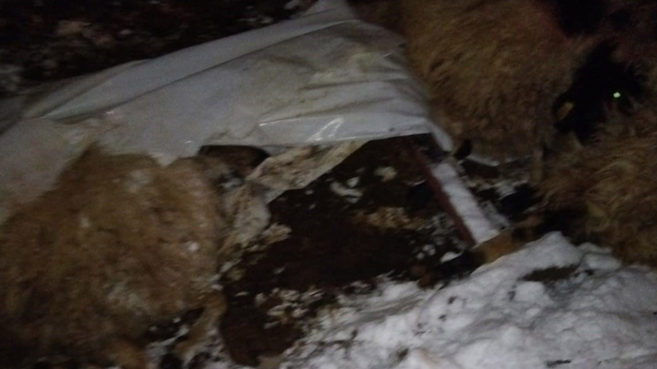 Van'dan üzen haber! Ahır çöktü, 5 koyun telef oldu