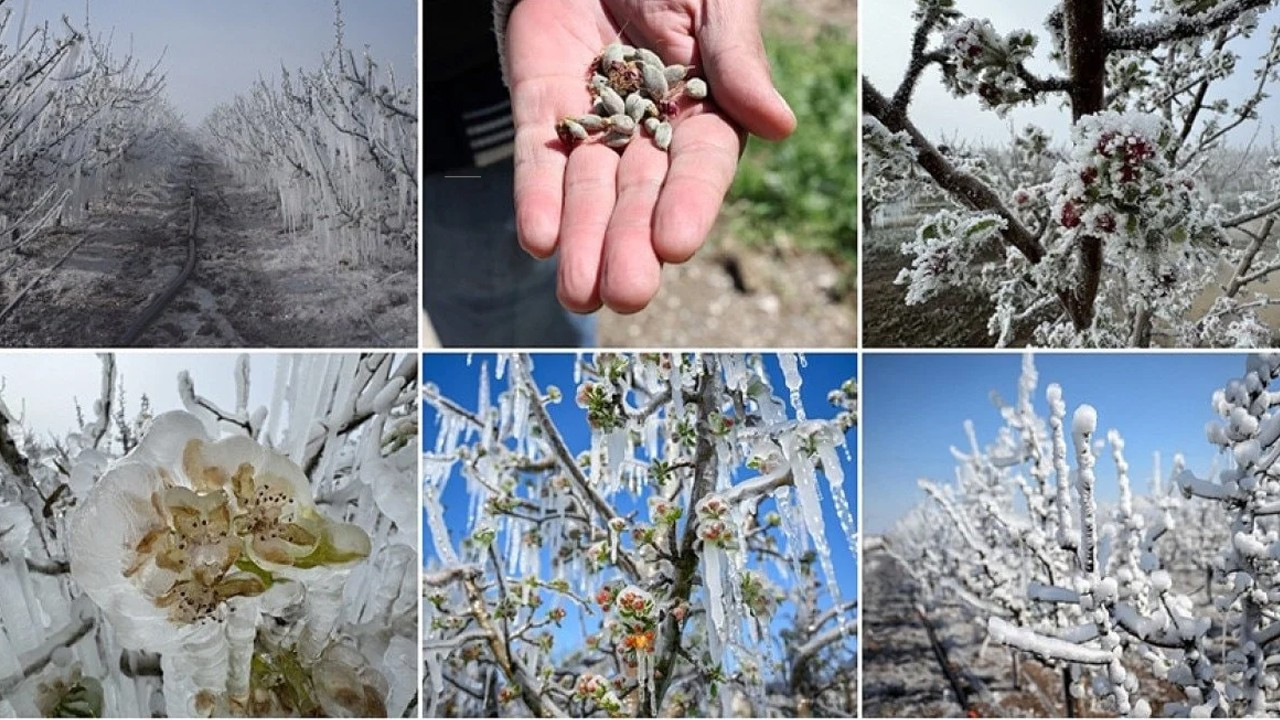 Zirai don desteğinde yeni ödeme! 221 milyon TL çiftçilerin hesabında