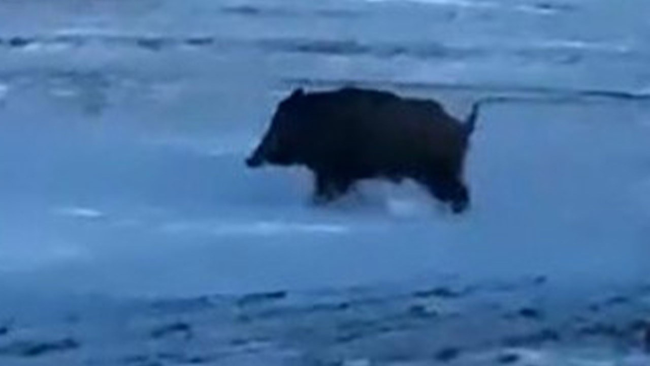 Bitlis'te ortaya çıktı! Büyüklüğü herkesi korkuttu