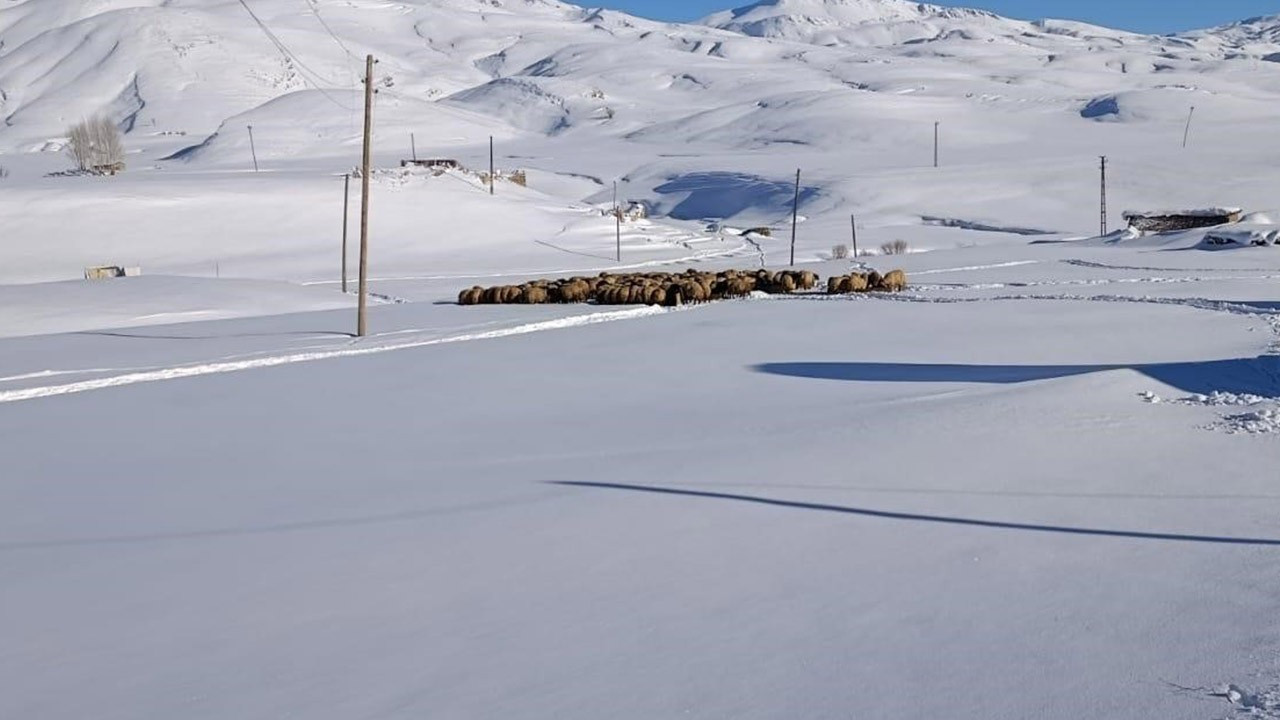 Şırnak'ta kar 1 metreyi buldu! 100'lerce koyunu olan aileden şaşırtan karar