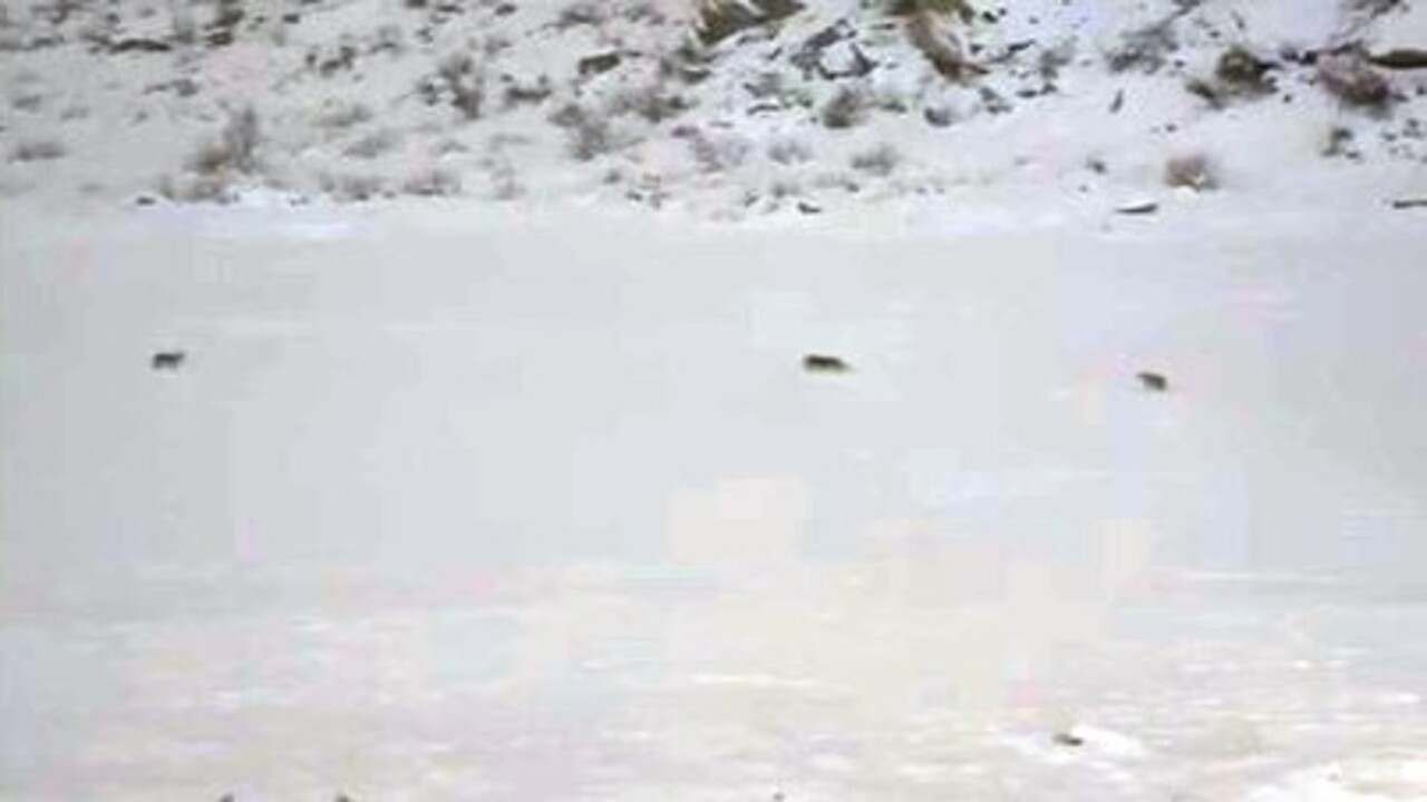 Hakkari'de sürü halinde ortaya çıktılar! Herkes uzaktan izledi