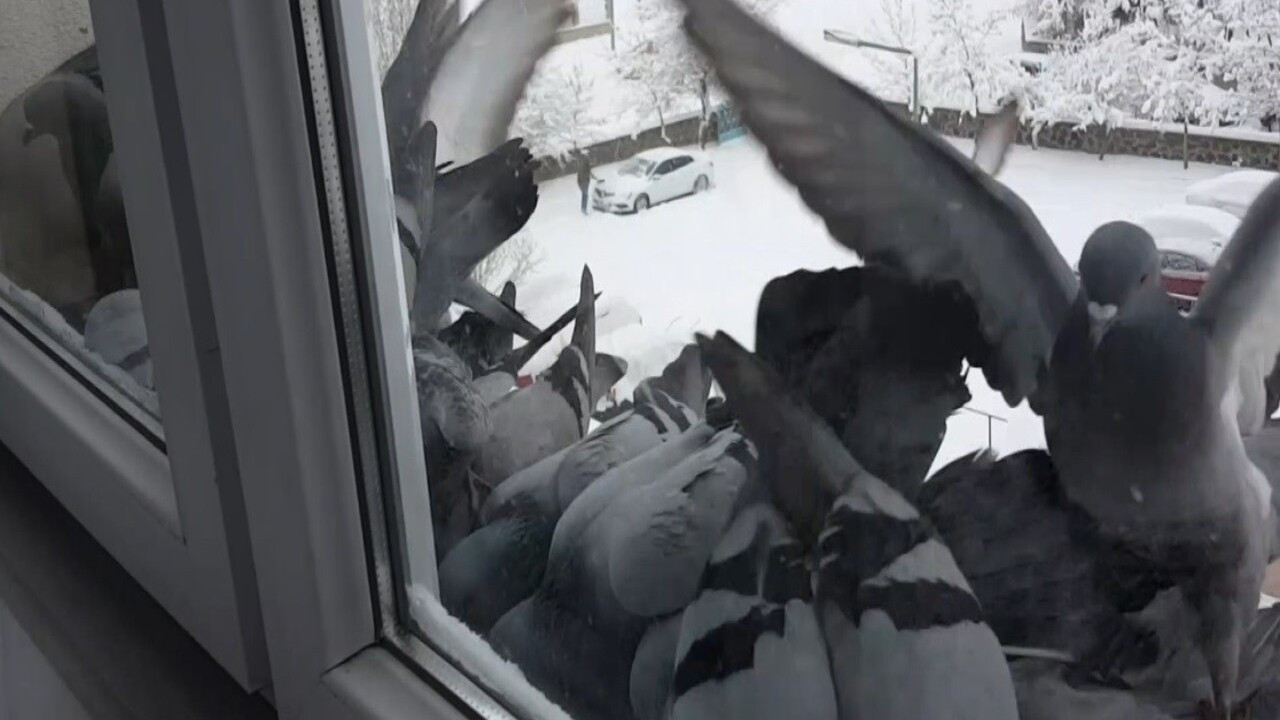 Türkiye'de yaşanan soğuğun en net özeti! 100'lercesi aç kalınca hücum etti