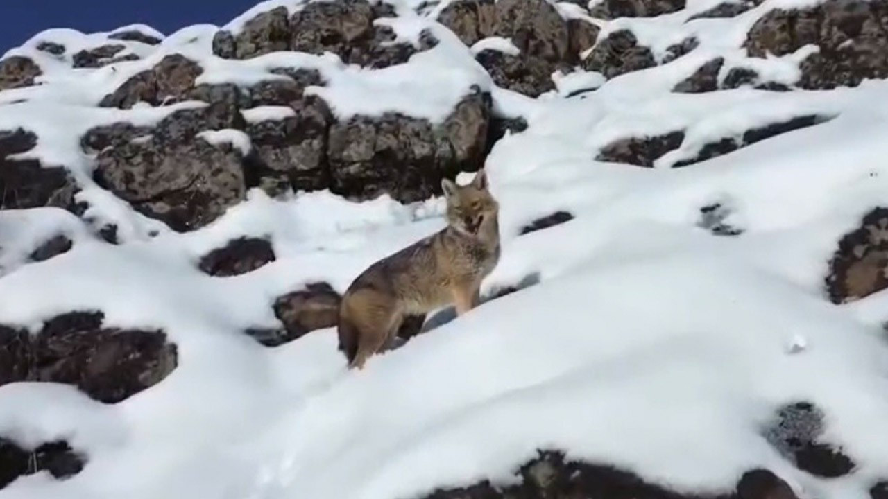 Diyarbakır'da karlı dağ arazisinde bir anda belirdi!