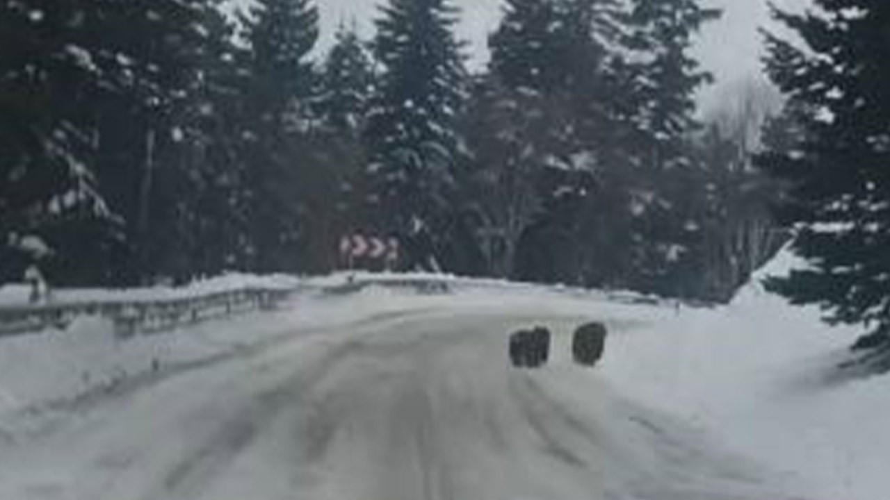 Artvin'de 4 tanesi birden ortaya çıkınca herkes endişelendi