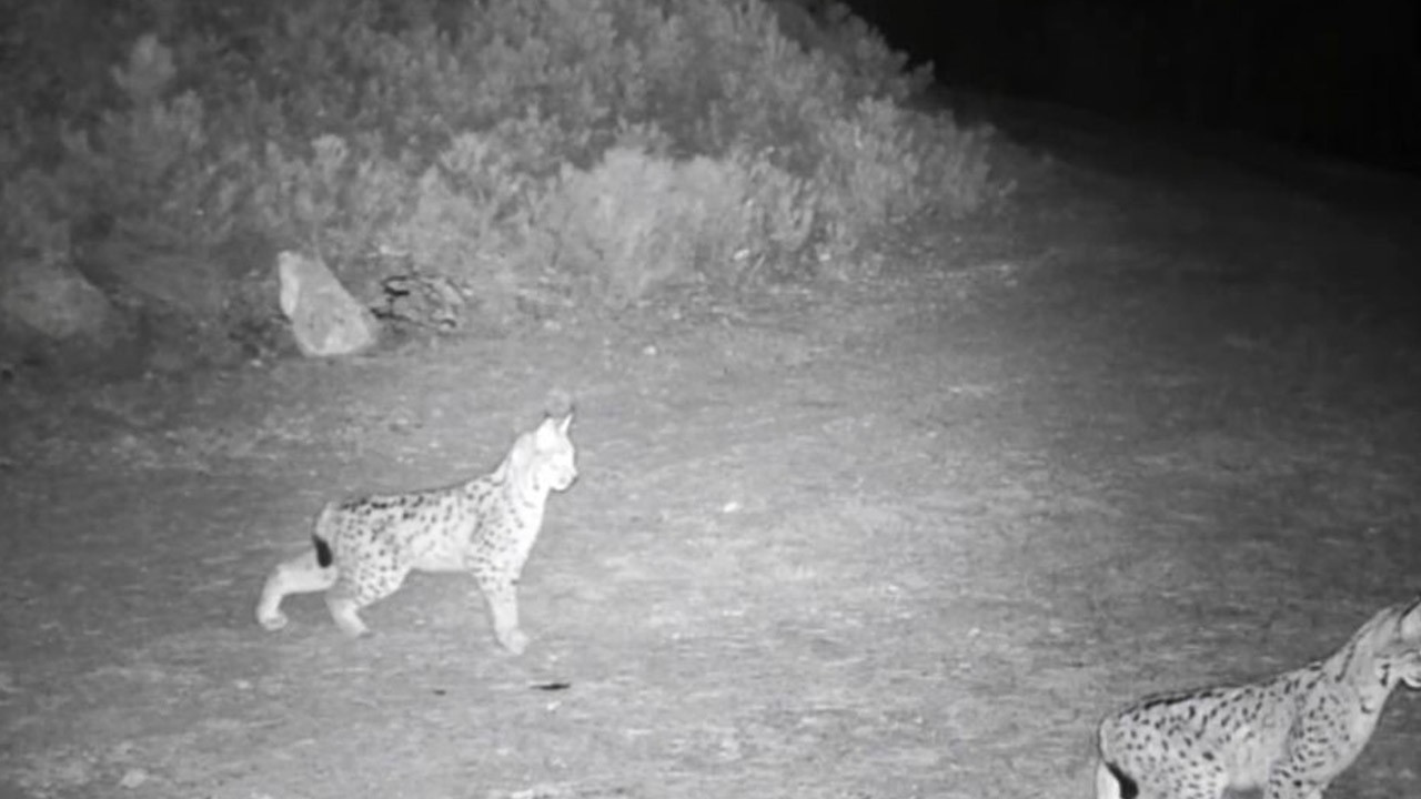 "Ormanın hayaleti" İç Anadolu'da ortaya çıktı