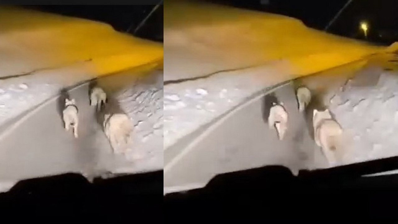 Hakkari'de kurt sürüsü köye indi