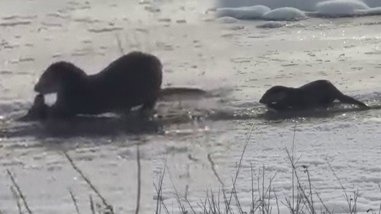 Murat Nehri'nde bir görünüp bir kayboldular