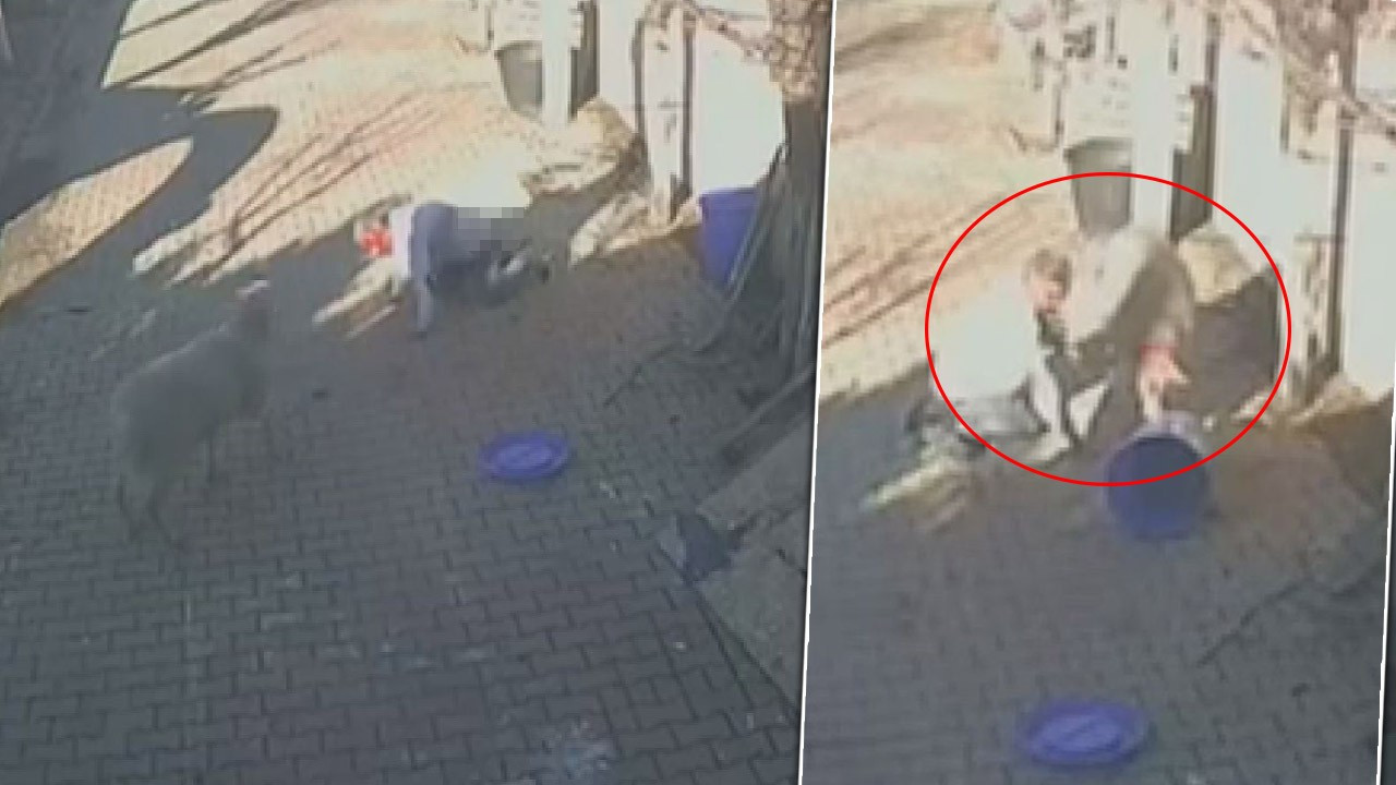 Dakikalarca süren kabus! Kuzuyken alıp beslediği koç canına kast etti: Kaburgaları kırıldı