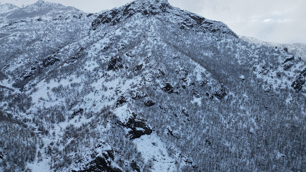 Kar bastırınca doğal güzelliğiyle ünlü meşe ormanında harika manzara ortaya çıktı