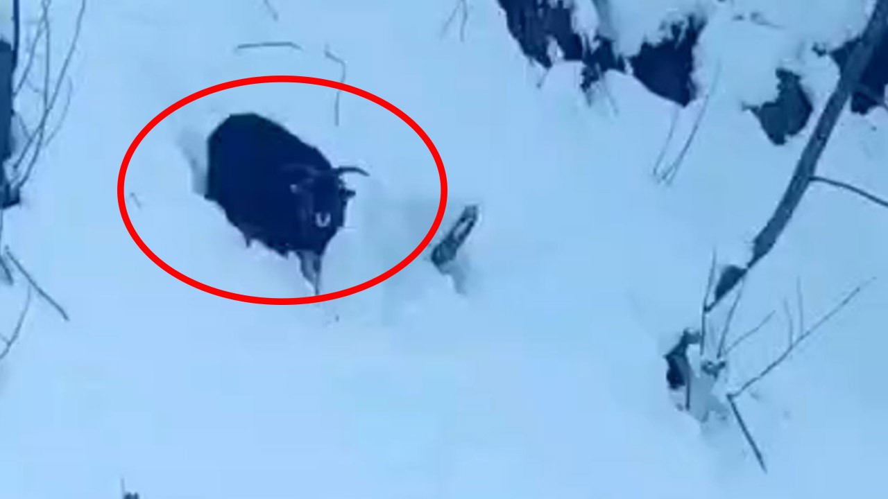 Rize'de 1 tane keçisi karda kaybolmuştu! Saatler sonra 1 keçiyi gördüğü şekilde hayrete düşürdü