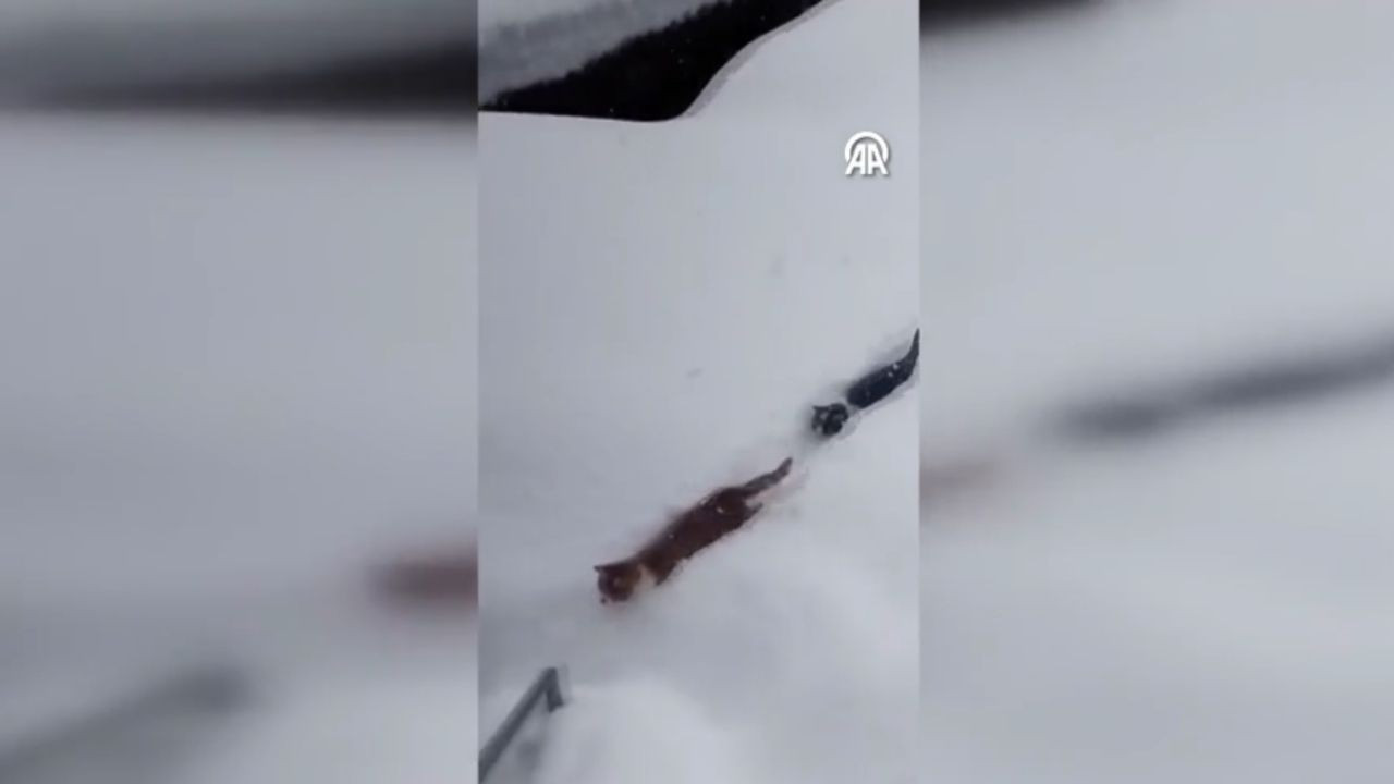 Sosyal medyada ilgi gördü! İmam ve kedilerin güzel anları