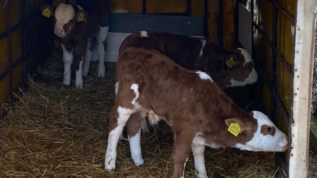 Edirne'de doğum yapan ineğin altına bakınca gördüler! 3 tanesi yan yana duruyordu