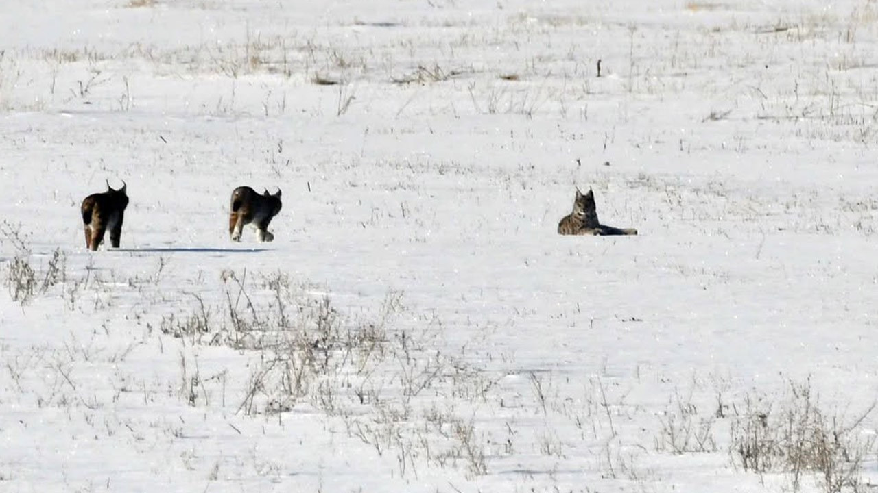 Elazığ'da kar üstünde ailecek ortaya çıktılar