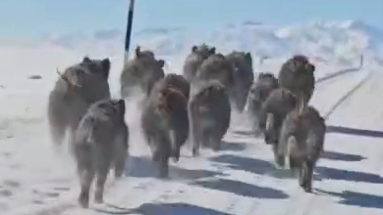 Korkutan görüntüler! Sürü halinde mahalleye indiler