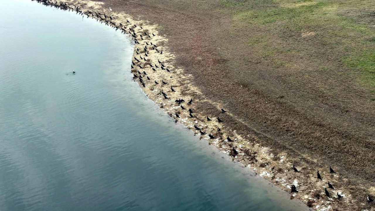 Tekirdağ’da gölette balık ölümlerine inceleme