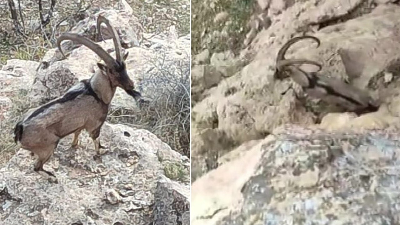 Doğanın müthiş üyeleri Gercüş kırsalında