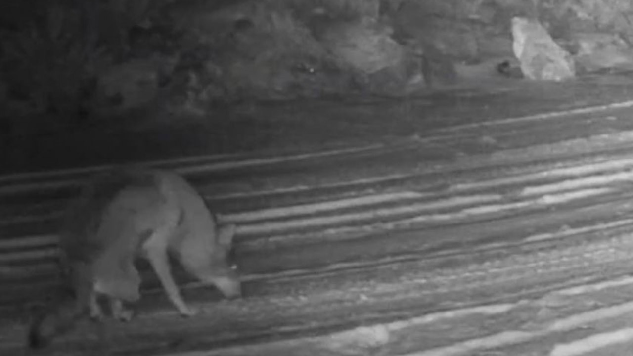 Çankırı’da ender canlılar sırayla görüntülendi