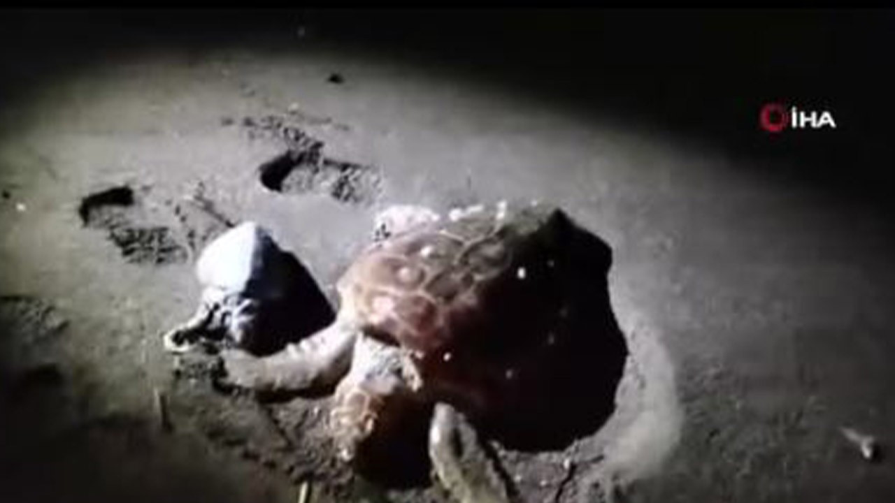 Marmaris'te üzen görüntü! 2 tanesi birden yan yana duruyordu