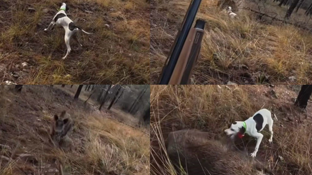 Mersin'de av sırasında domuz saldırısı