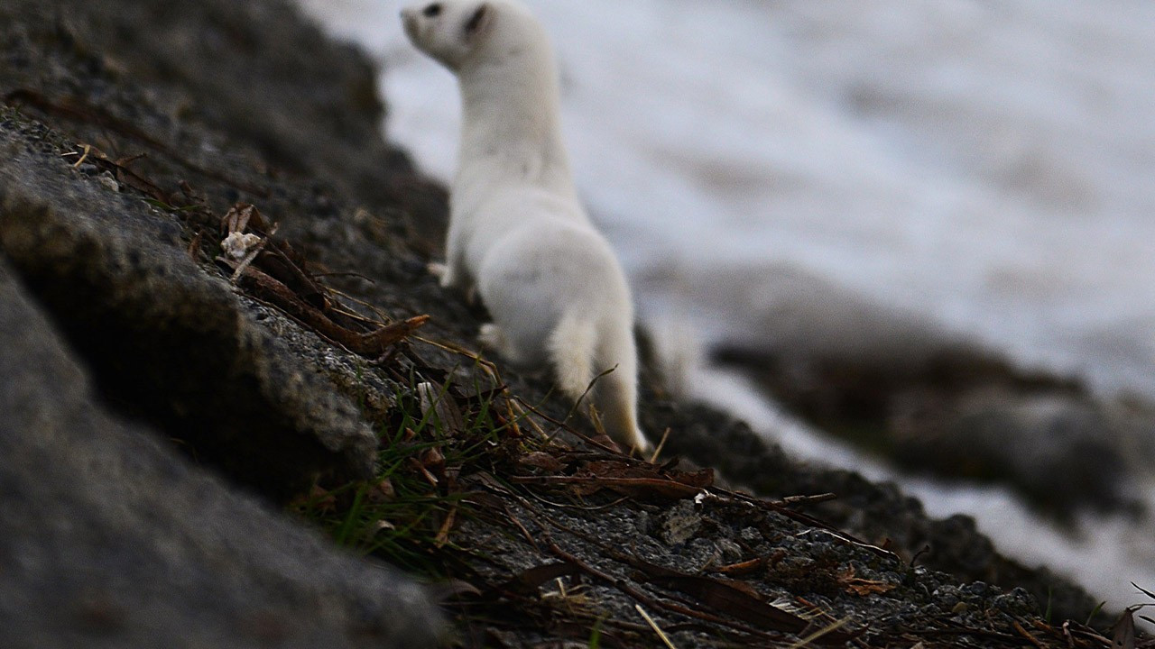 Doğu ilimizde ortaya çıktı! Küçük ama dünyanın  en tehlikelisi