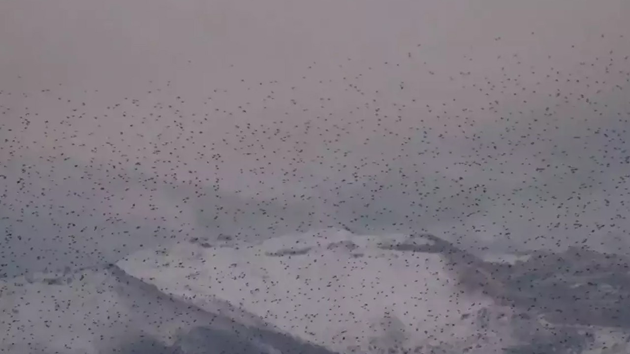 Kayseri'de görsel şölen! Binlerce sığırcık kuşu adeta dans etti