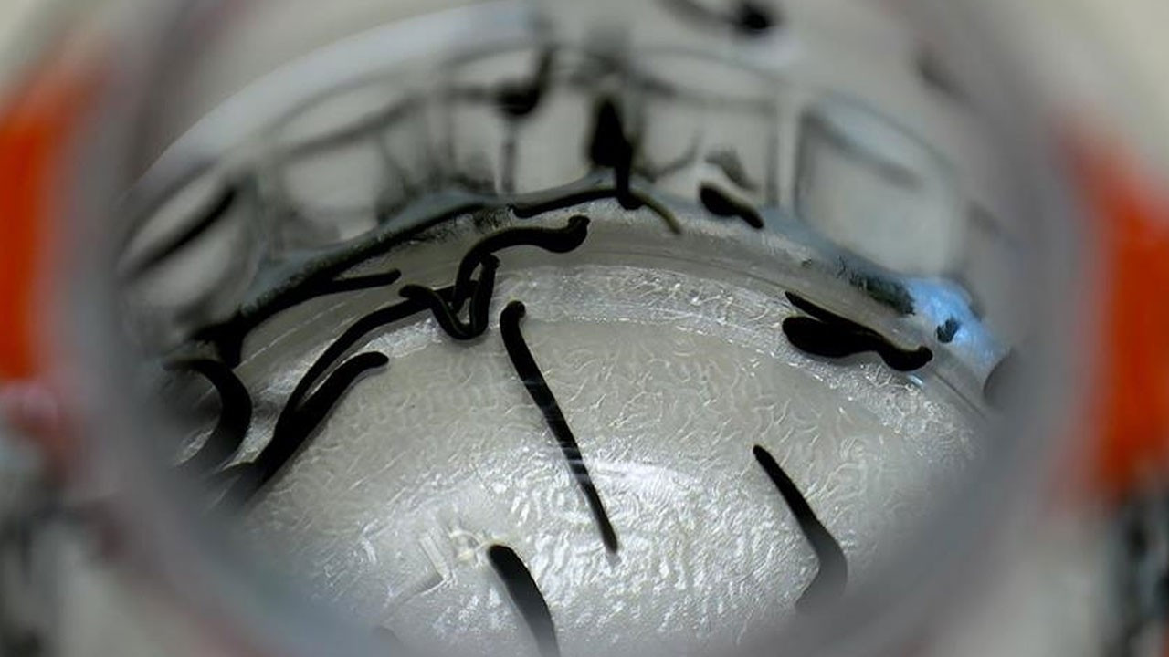 Havalimanında akılalmaz kaçakçılık: Valizlerden 90 bin sülük çıktı