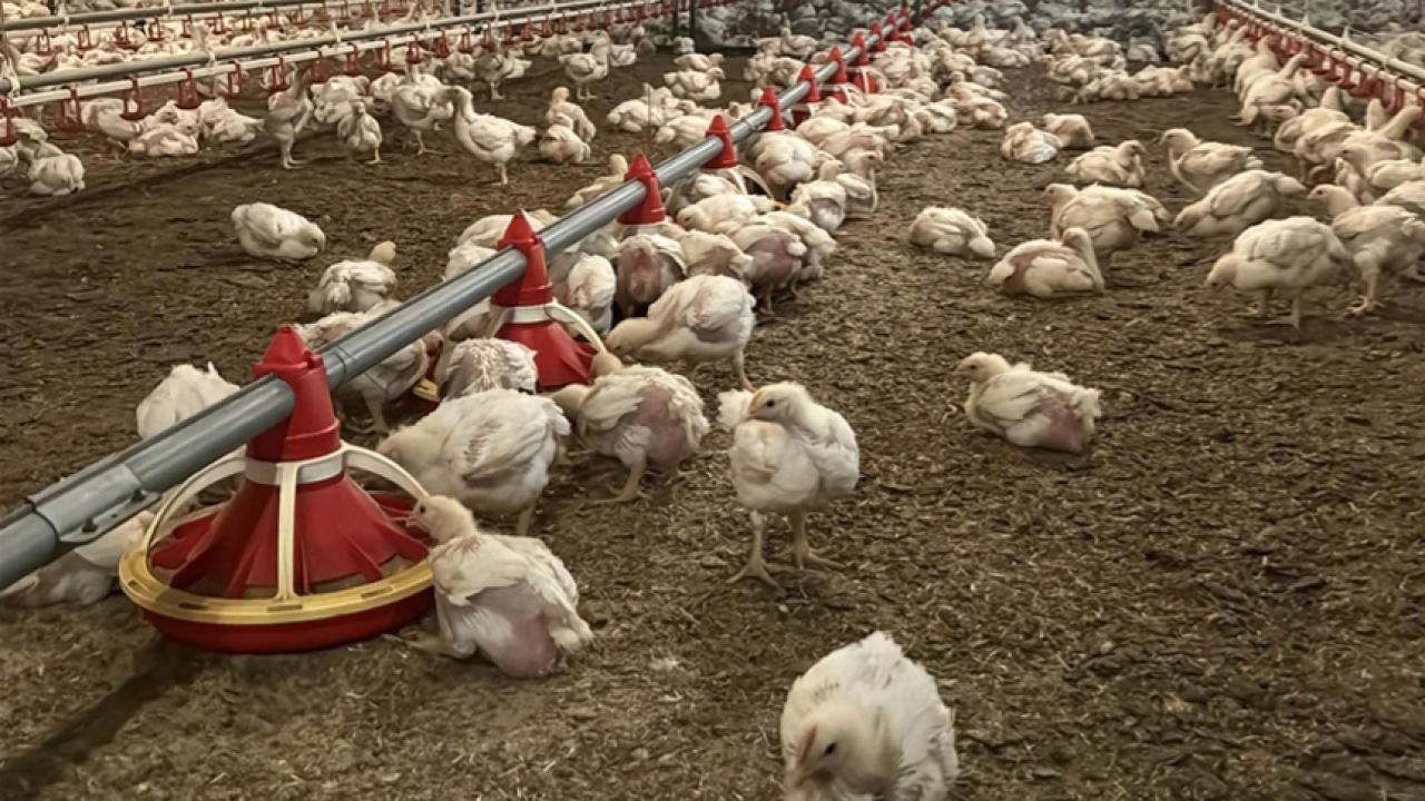 Ticaret Bakanlığı'ndan tavuk ihracatına durdurma kararı