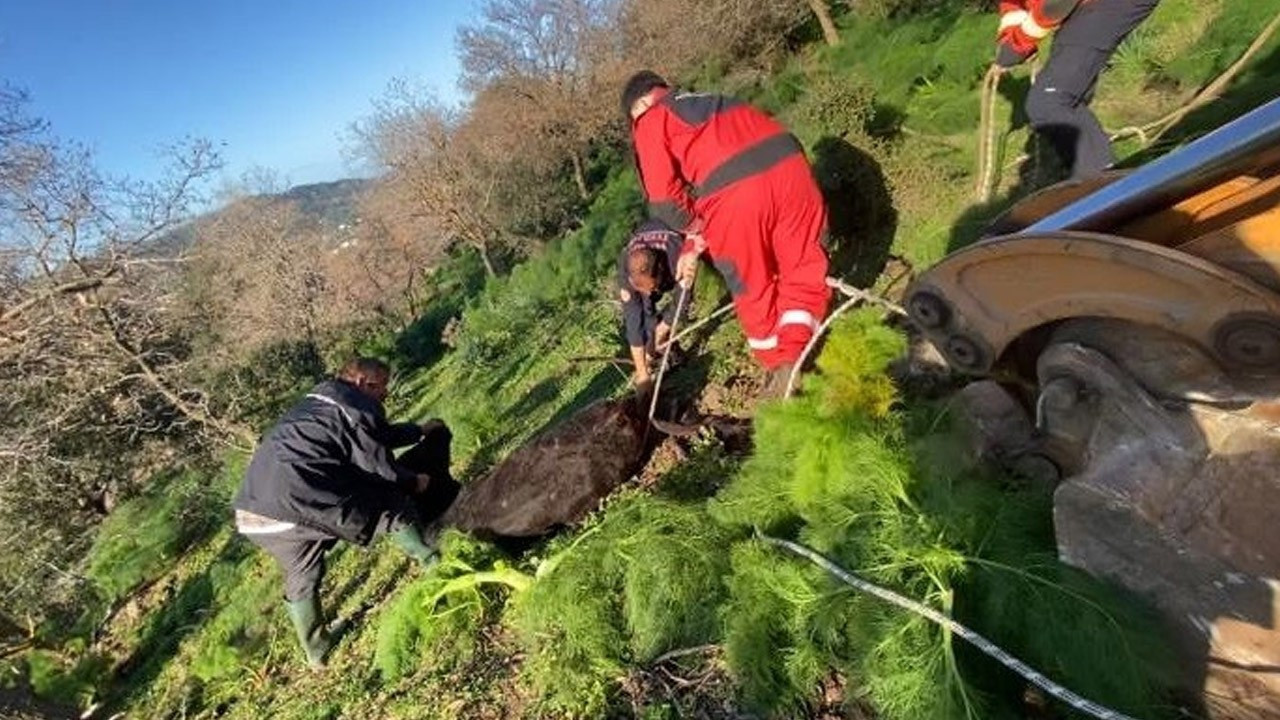 Muğla'da kuyuya düşen buzağı kurtarıldı