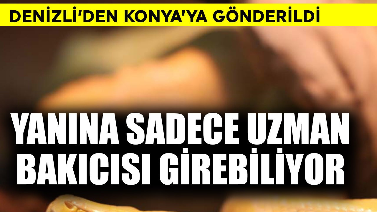 Denizli'de el konuldu! Konya'ya kadar özel bir kutuda götürüldü sadece bakıcısı görüyor