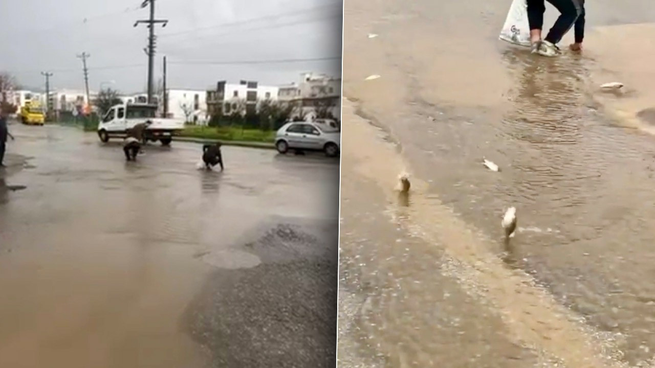 Şiddetli yağış sonrası hayrete düşüren manzara! Asfalttan balık topladılar