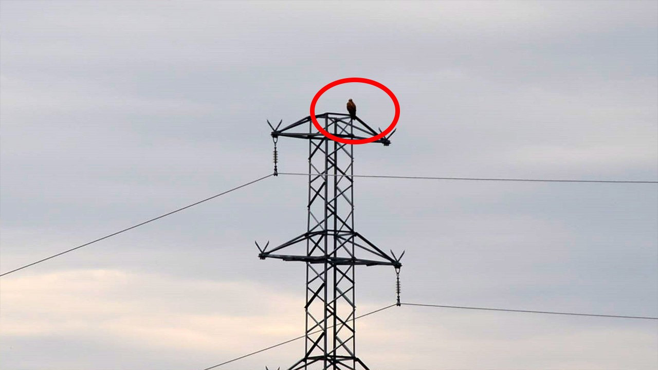 Iğdır’da bir anda ortaya çıkan canlı büyük heyecan yarattı