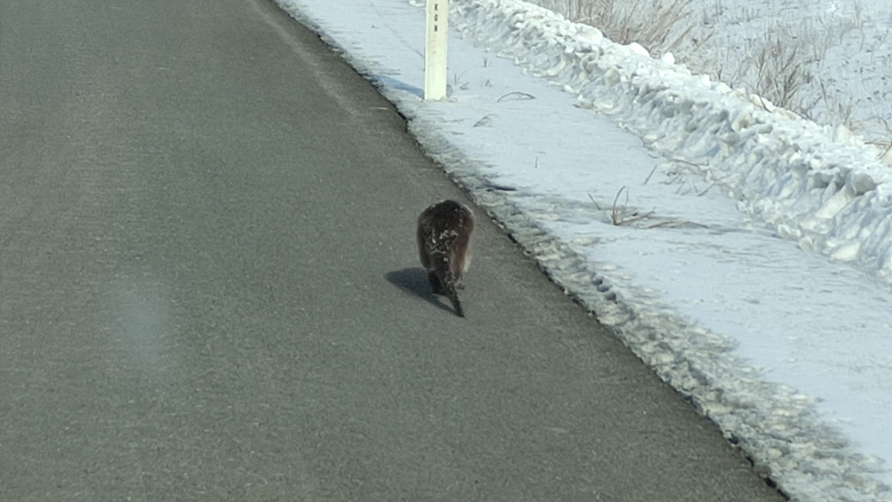 Nesli tehlike altında! Su samuru Ardahan'da yolunu kaybetti