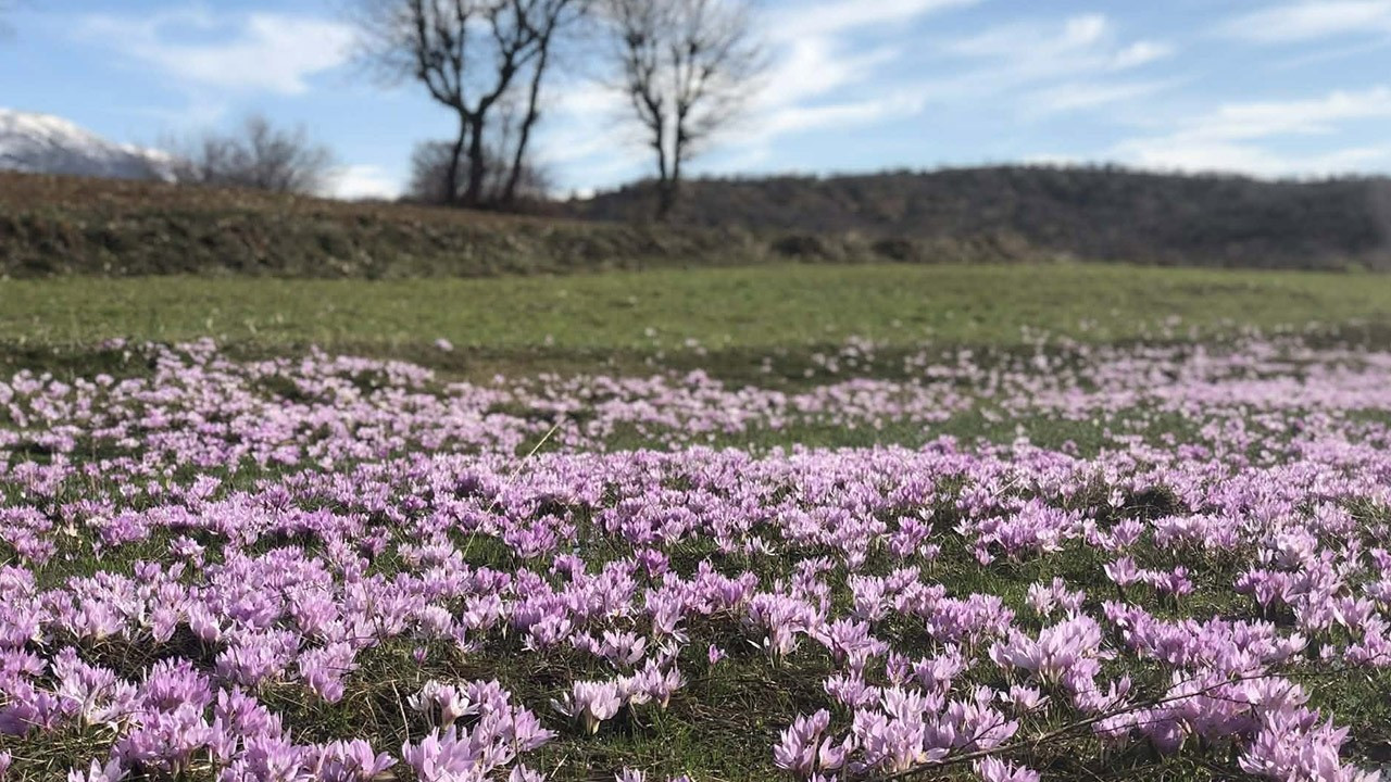 Elazığ'da Türkiye'yi şaşırtan manzara! Erkenden her yeri kapladılar